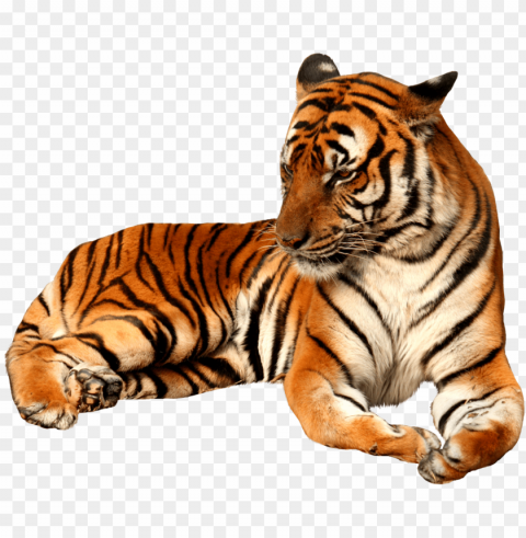 sitting tiger free image - tiger PNG pictures with alpha transparency