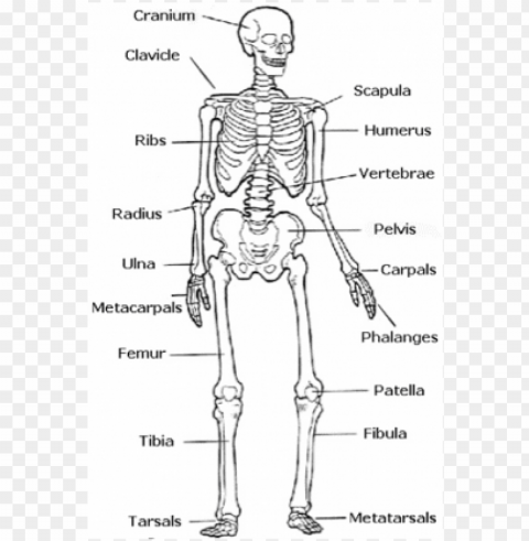 skeletal system - easy human skeleton labeled Transparent background PNG clipart