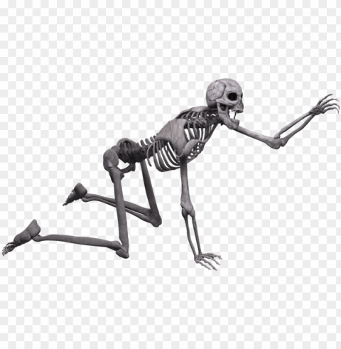skeleton PNG graphics with clear alpha channel selection PNG transparent with Clear Background ID 02168138
