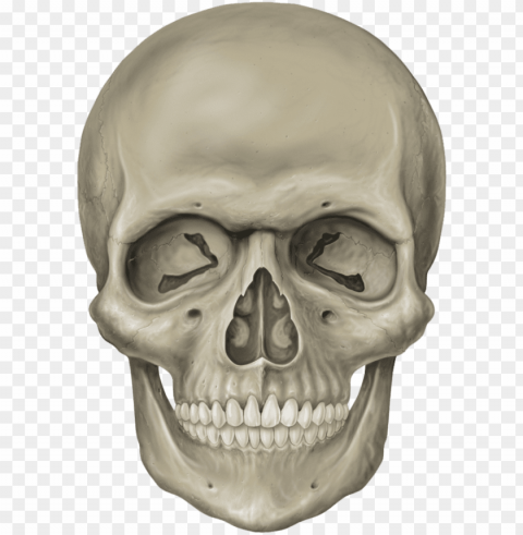 skeleton head free download - skeleton head PNG cutout