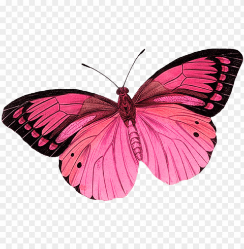 سكرابز بدون تحميل scraps butterfly clip art butterfly - pink butterfly transparent background Clear PNG pictures assortment