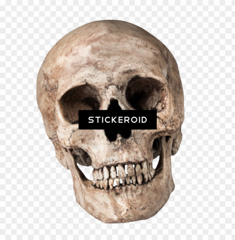 skull PNG with no registration needed PNG transparent with Clear Background ID 06f3dc3d