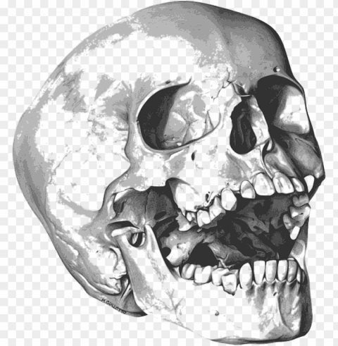 skull bones photo - 해골 그림 Transparent PNG art