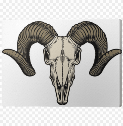 skull of a goat Transparent PNG images for design