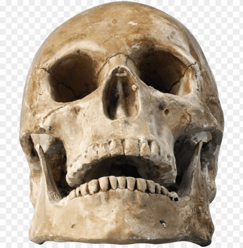 skull transparent image - skull PNG art