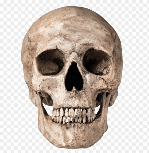 skulls PNG Isolated Illustration with Clarity