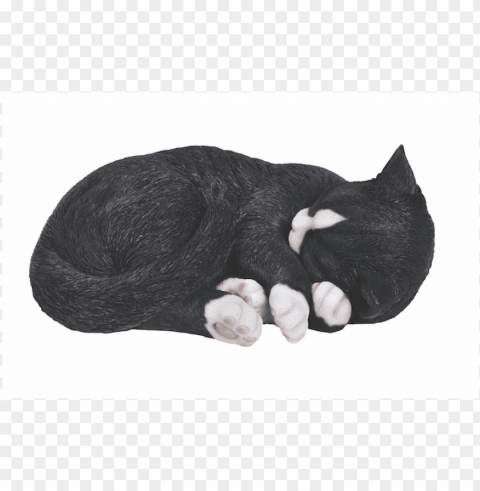 sleeping black cat Background-less PNGs