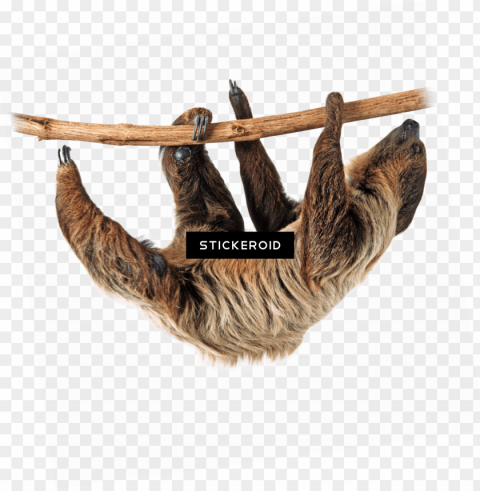 sloth Free PNG images with transparent layers diverse compilation PNG transparent with Clear Background ID 1a91f2cb
