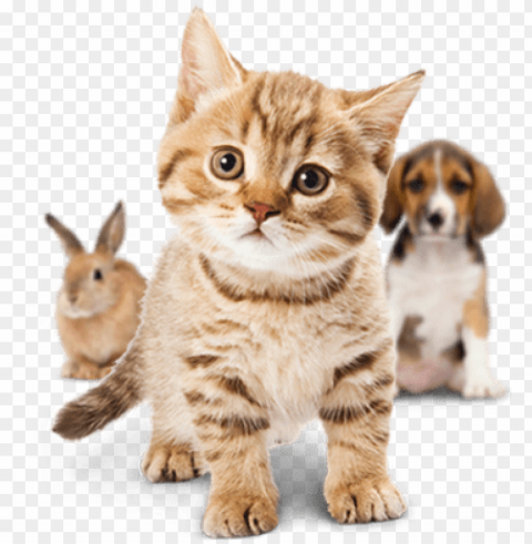 small cute cat PNG images with alpha transparency layer PNG transparent with Clear Background ID 8347d302