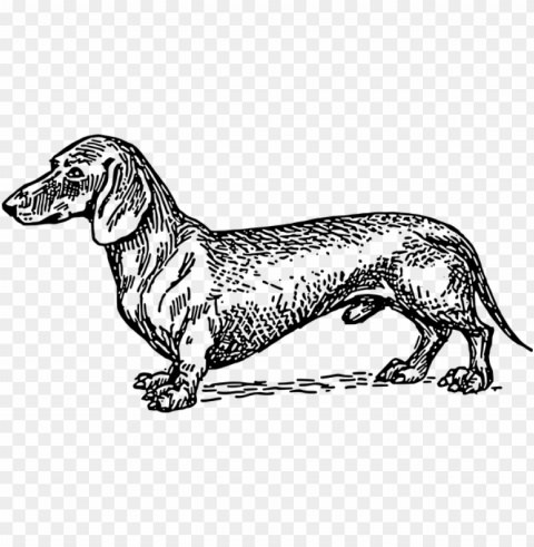 small dog pet short fur dachshund breed do - wiener dog line art HighResolution Transparent PNG Isolation