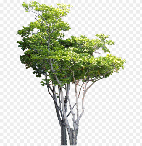small tree tree psd b tree tree photoshop tree cut - arboles para renders Transparent Background Isolation in PNG Image