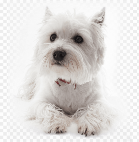 small white dog - white west highland terrier dog portrait journal 150 PNG images alpha transparency