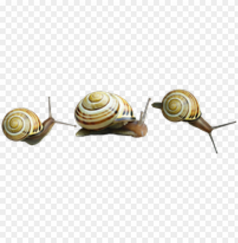 snail images - orthogastropoda Isolated Object with Transparent Background PNG
