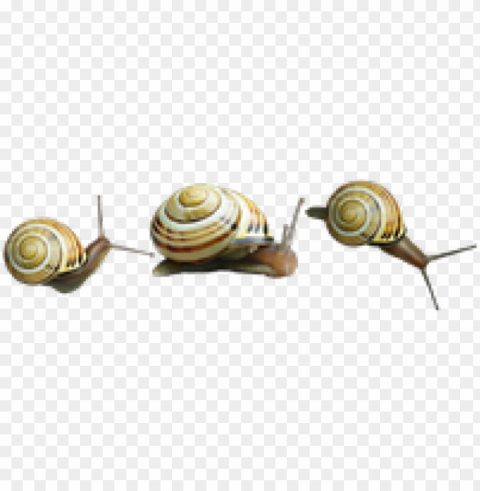 snail images - orthogastropoda Isolated Object with Transparent Background PNG PNG transparent with Clear Background ID c626380c