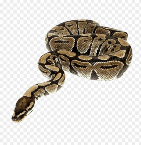 snake PNG Graphic with Transparent Background Isolation