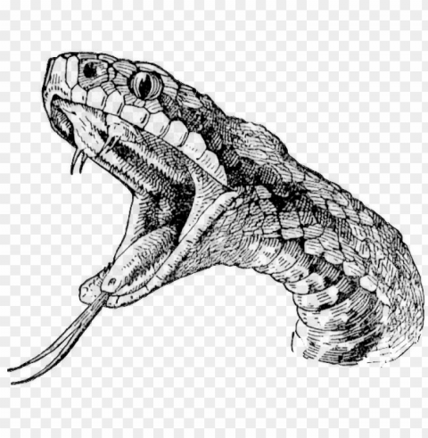 snake head tattoo drawings - realistic snake drawi Transparent Background PNG Isolated Character