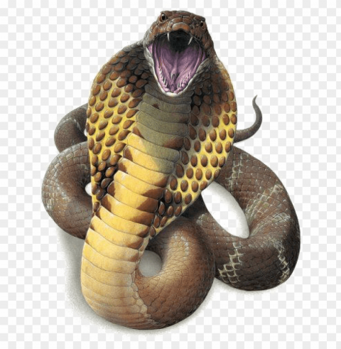 snake high-quality image - king cobra snake Isolated Graphic on Clear Transparent PNG