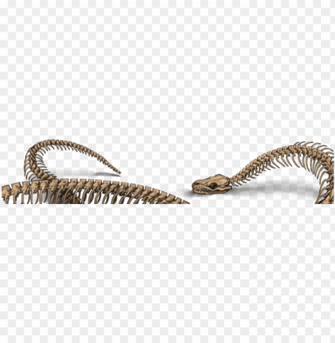 snake skeleton Transparent Background PNG Isolated Item