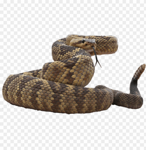 Snake Stickers Picsart PNG Images With Cutout