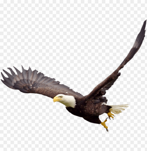 soaring eagle file - bald eagle background Isolated Object in HighQuality Transparent PNG