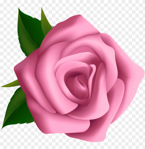 soft pink rose clipart image - pink rose clip art Isolated Object in Transparent PNG Format