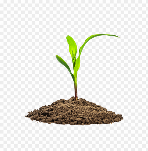 soil PNG transparent artwork