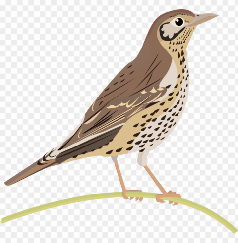 Song Thrush PNG Images With Alpha Channel Selection