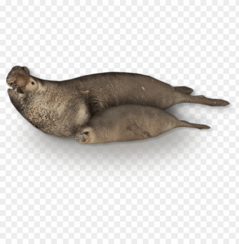 southern elephant seal version 2 - southern elephant seal PNG images with no attribution