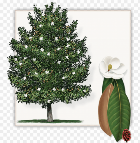 southern magnolia tree - southern magnolia tree clipart Isolated Graphic on Transparent PNG