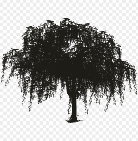 spanish woody plant silhouette oak transprent free - spanish moss tree silhouette Isolated Artwork on HighQuality Transparent PNG