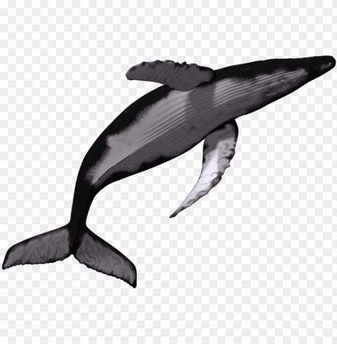 sperm killer transprent download - humpback whale no background Transparent PNG graphics complete collection