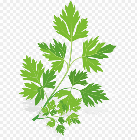 spice euclidean vector herb - spices vector HD transparent PNG