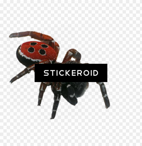spider insects - portable network graphics Isolated Graphic with Clear Background PNG