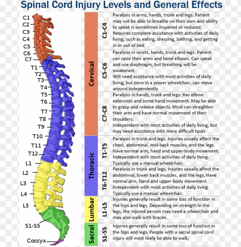 spinal cord injury levels PNG free transparent