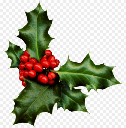 sprig of holly PNG graphics for free