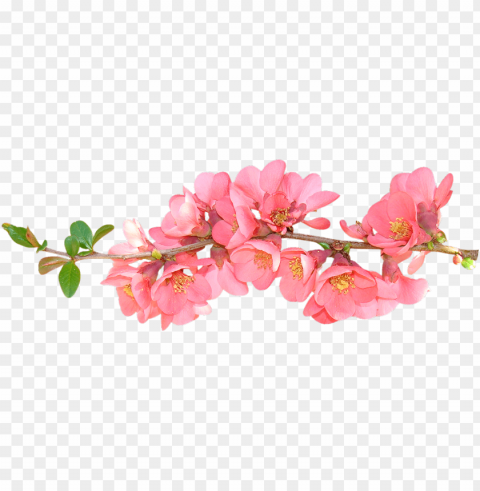 spring flower bouquet PNG with Isolated Object and Transparency