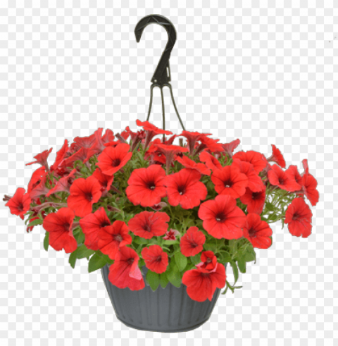 spring flowers ahanging flowers - hanging flower basket Isolated Subject in Transparent PNG Format