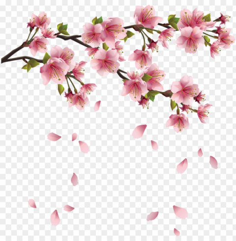 spring free image - background cherry blossoms Transparent PNG Object with Isolation