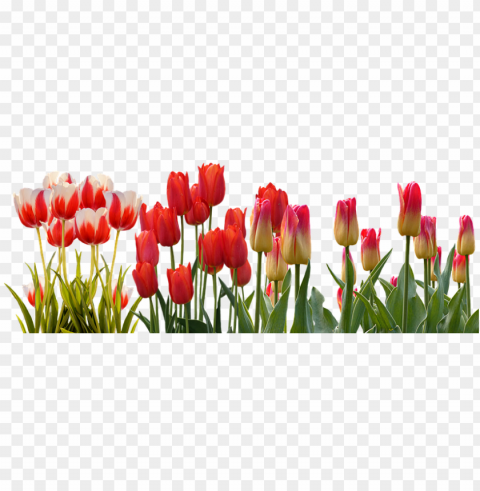 spring parade of tulips - goodlck message to friend Transparent Background PNG Object Isolation