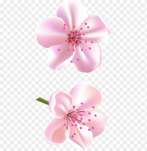 spring pink tree flowers clipart - clipart beautiful flowers Isolated Subject on HighQuality PNG