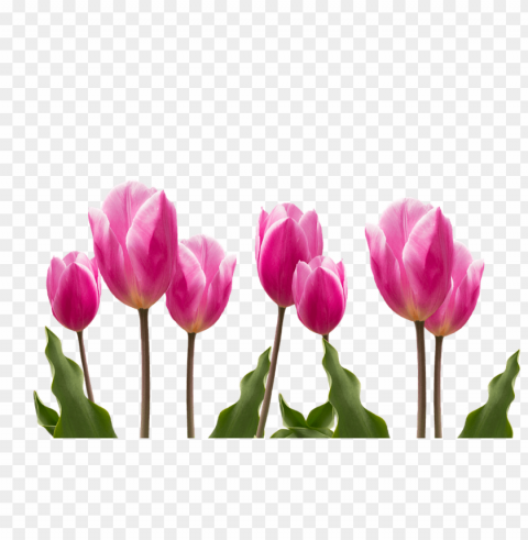 spring PNG images with clear backgrounds