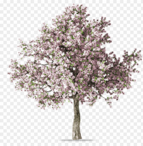 spring tree Clear PNG graphics free PNG transparent with Clear Background ID cd6129c4
