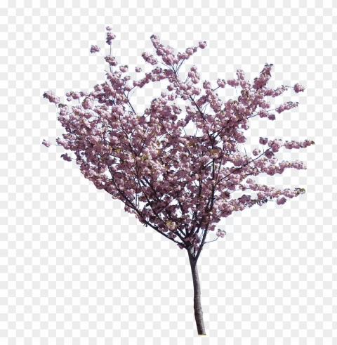 spring tree Clear PNG pictures compilation PNG transparent with Clear Background ID c28ab530