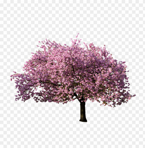 spring tree Clear PNG pictures comprehensive bundle