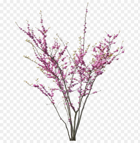 spring tree Clear PNG pictures package