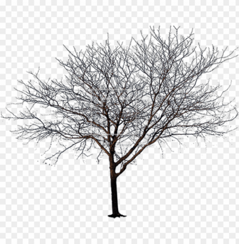 spring tree ClearCut Background Isolated PNG Design PNG transparent with Clear Background ID ccbe07bb