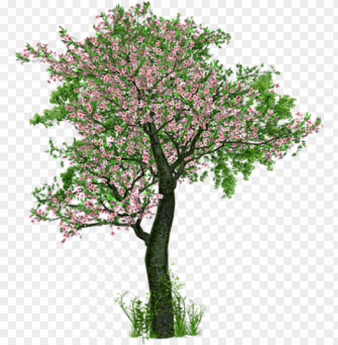 spring tree ClearCut Background Isolated PNG Graphic Element