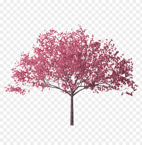 spring tree ClearCut Background PNG Isolation