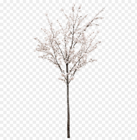 spring tree ClearCut PNG Isolated Graphic PNG transparent with Clear Background ID 3985e0a8