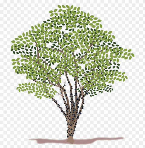 spring tree Free download PNG images with alpha channel diversity